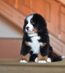 8 weeks 2