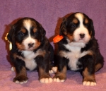 2pup_4weeks.jpg