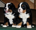 2pup_6weeks_1.jpg