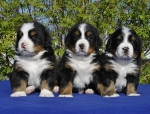 3_females_4_weeks.jpg 3_females_4_weeks.jpg