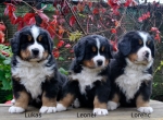 3_males_44days_6.jpg