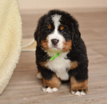 6_weeks_1.jpg