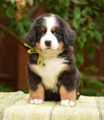 6_weeks_2.jpg 6_weeks_2.jpg