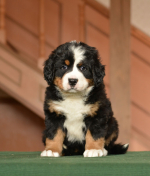 6_weeks.jpg 6_weeks.jpg