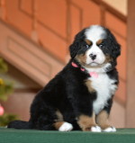 6_weeks_5.jpg 6_weeks_5.jpg