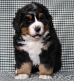 7_weeks.jpg 7_weeks.jpg