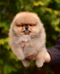 7_weeks_1.jpg