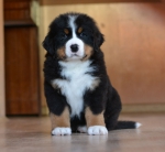 7_weeks.jpg 7_weeks.jpg
