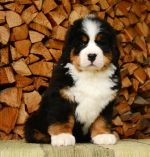 7_weeks_6.jpg 7_weeks_6.jpg