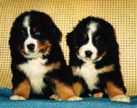 7weeks.jpg 7weeks.jpg