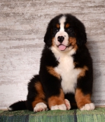 8_5_weeks_16_.jpg 8_5_weeks_16_.jpg