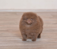 8_weeks.jpg 8_weeks.jpg