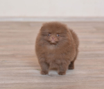 8_weeks.jpg
