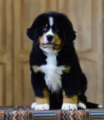 8_weeks_1.jpg 8_weeks_1.jpg
