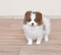 8_weeks_1.jpg 8_weeks_1.jpg