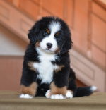 8_weeks_1.jpg