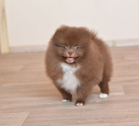 8_weeks_3.jpg 8_weeks_3.jpg