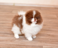 8_weeks_5.jpg 8_weeks_5.jpg