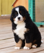9_weeks_5.jpg 9_weeks_5.jpg