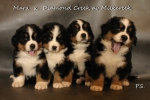 a-litter.jpg a-litter.jpg