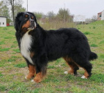 berntiers_gryffin.jpg
