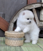 brown_6_weeks.jpg brown_6_weeks.jpg