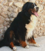 cesare1.jpg cesare1.jpg