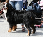 dale-gudbrands-camomille-zala.jpg dale-gudbrands-camomille-zala.jpg