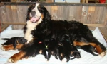 dogs_clip_image004.jpg dogs_clip_image004.jpg
