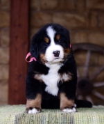 f_pink_5_weeks1.jpg f_pink_5_weeks1.jpg