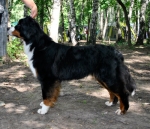 gady_2_yeas_bos_1.jpg gady_2_yeas_bos_1.jpg