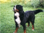 George von Wiesmadern George von Wiesmadern