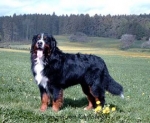 hironimus-vom-kapflesberg.jpg hironimus-vom-kapflesberg.jpg