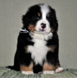 k1_7weeks.jpg k1_7weeks.jpg