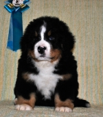 k_blue_7weeks_2.jpg k_blue_7weeks_2.jpg