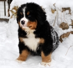 k_green_8weeks_18.jpg k_green_8weeks_18.jpg