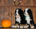 k_red_k_green_8weeks_10.jpg k_red_k_green_8weeks_10.jpg