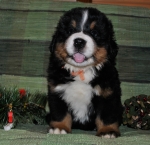 k_yellow_6weeks.jpg k_yellow_6weeks.jpg