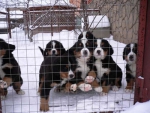 litters_8.jpg litters_8.jpg