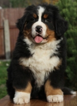 lorenc_8_weeks.jpg lorenc_8_weeks.jpg