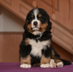 m_7_weeks.jpg m_7_weeks.jpg