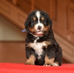 m_blue_5_weeks.jpg m_blue_5_weeks.jpg