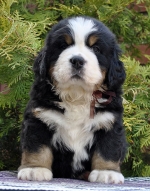 m_brown_6weeks.jpg m_brown_6weeks.jpg