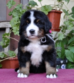 m_white_5_weeks.jpg m_white_5_weeks.jpg