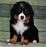 max_45days.jpg max_45days.jpg
