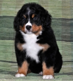 mirabel_45days.jpg mirabel_45days.jpg