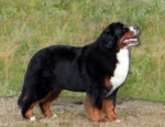 olaredigert.jpg olaredigert.jpg