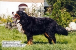 Orso vom Scheimatthof Orso vom Scheimatthof
