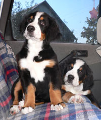 puppies_emma.jpg