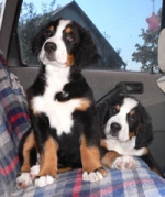 puppies_emma.jpg puppies_emma.jpg